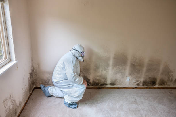 Rockville, IN Mold Inspection, Removal & Remediation Company